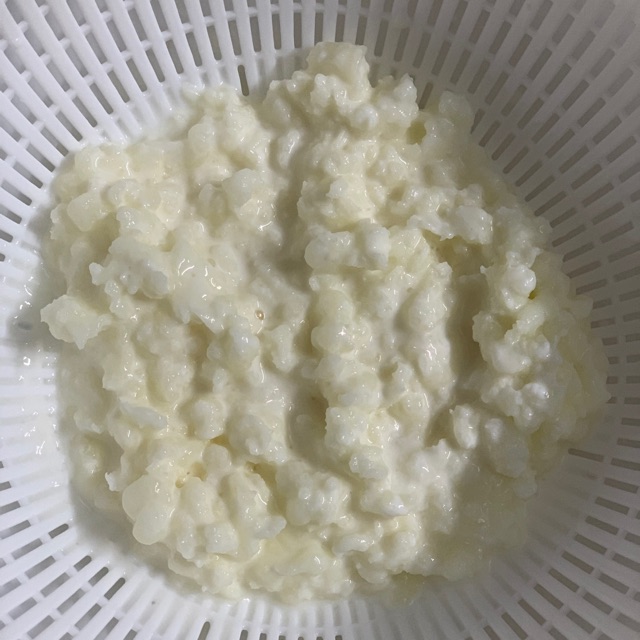 Nấm kefir - Nấm Tây Tạng