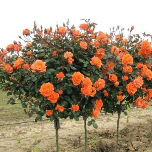 Hạt giống Hoa hồng Thân gỗ (gói 10 hạt nhiều màu) ĐẠI GIẢM GIÁ TẾT