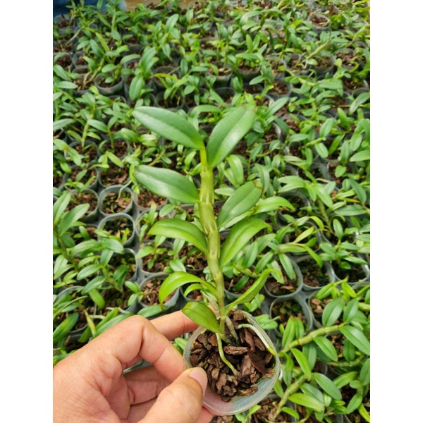 Cây giống lan giả hạc thân thủ lá mít