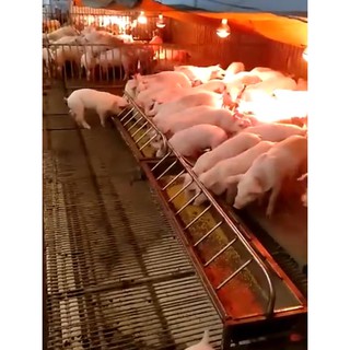 MÁNG TẬP ĂN CHO HEO CON