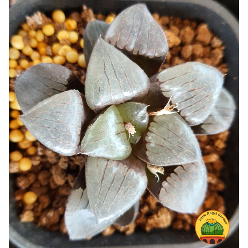 Sen Đá Kim Cương Haworthia Tropical Night | Sen đã thuần, dễ chăm