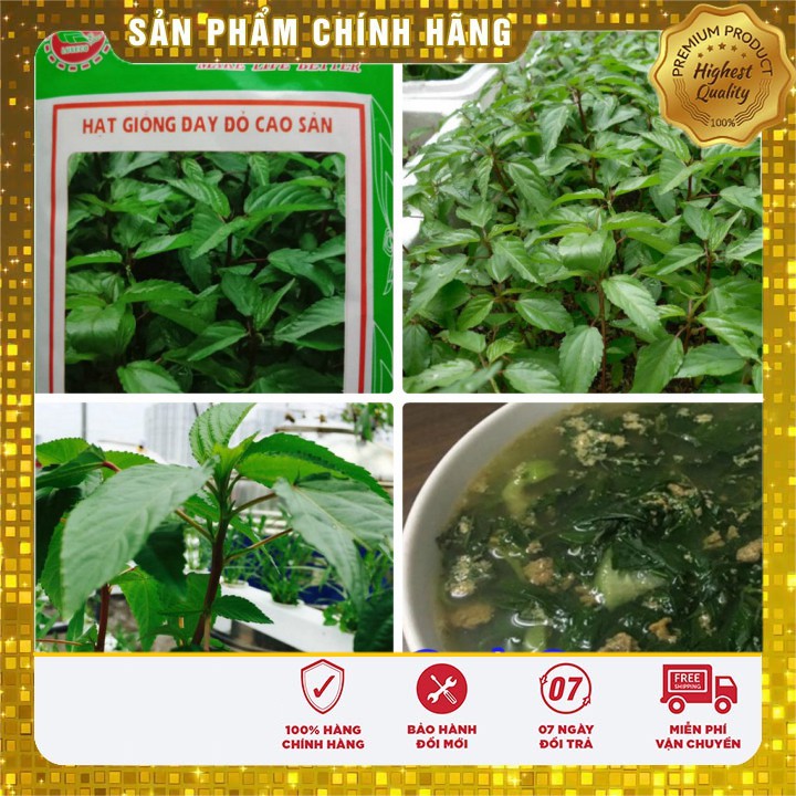 Hạt giống Rau Đay Đỏ Cao Sản trồng quanh năm gói 20 Gram