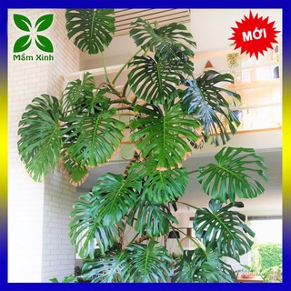 TRẦU BÀ LÁ XẺ NAM MỸ CÂY THẬT (LOẠI LÁ DÀI NHƯ HÌNH SỐ 2)