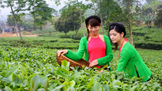 Chè Thái Nguyên 200g 500g