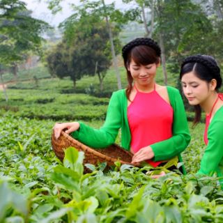Chè Thái Nguyên 200g 500g