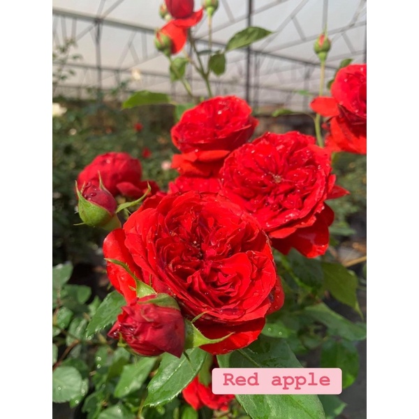 Cây hoa hồng bụi Red Apple màu đỏ tươi, cây nguyên chậu cao 50-60cm. thienan22916