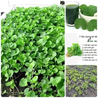 Hạt giống rau má 200 hạt/1 gói