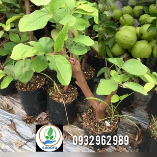 Cây ổi lê Đài loan