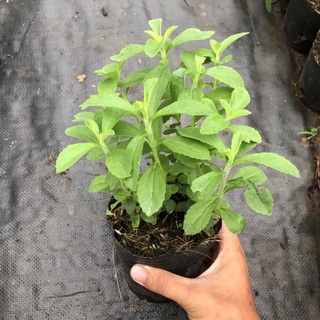 Cây Cỏ Ngọt