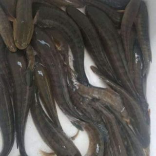 MẮM CÁ LÓC CÀ MAU 1kg
