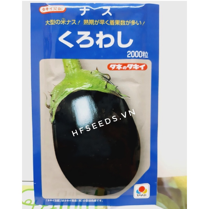 Gói 5 hạt giống cà tím Nhật Bản Kuro - tỷ lệ nảy mầm 90%