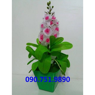 hoa giay lua - 1 bộ LAN HẢI YẾN cả CHẬU 30K (Long Hải, Vũng Tàu)