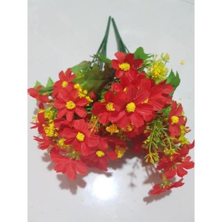 Hoa cúc dại