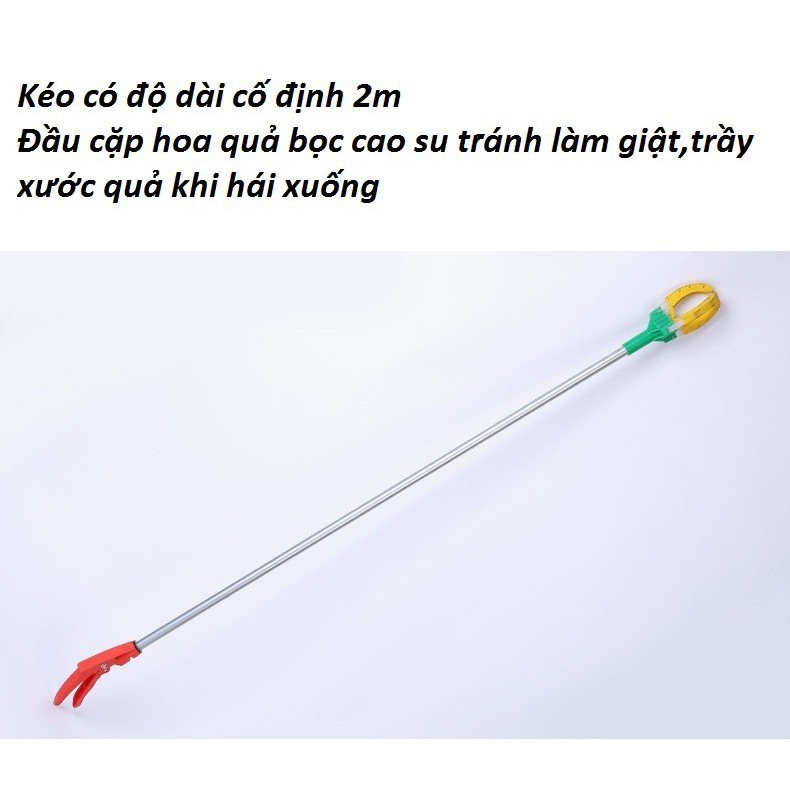 Kéo hái giật quả trên cao dài 2m - Kéo hái hoa quả trên cao dài 2m không làm rơi quả