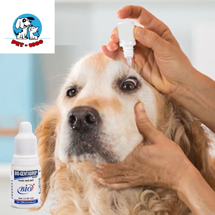 [Mã PET50K giảm Giảm 10% - Tối đa 50K đơn từ 250K] Dung Dịch Nhỏ Mắt Bio GentaDrop 10ml Cho Chó Mèo