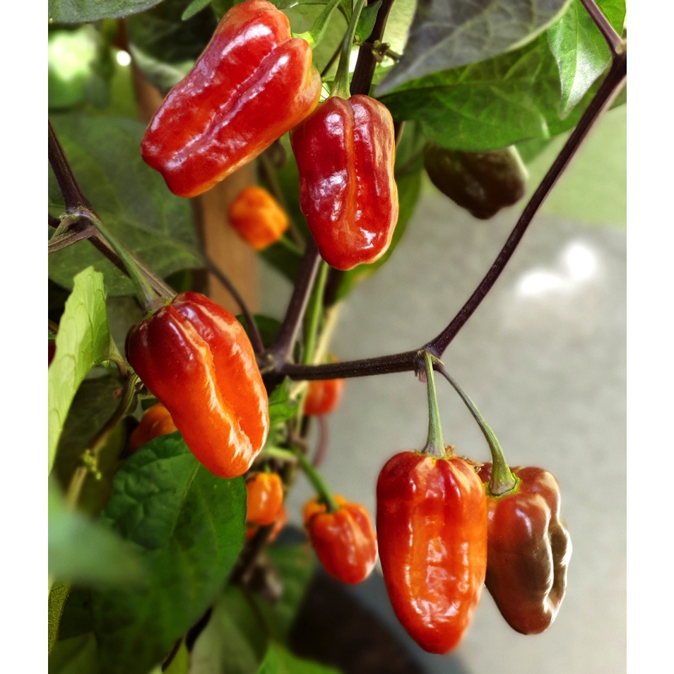 Gói 5 hạt giống ớt cay Panama - tỷ lệ nảy mầm 85%