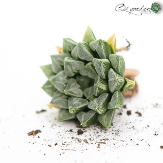 Sen đá kim cương Haworthia 'Love Heart'