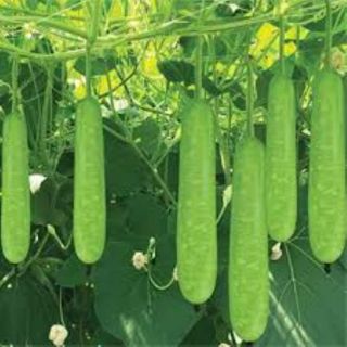 Hạt giống bầu xanh baby gói 10 hạt