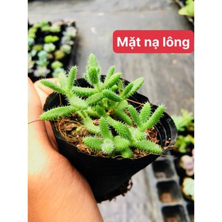 sen đá mặt nạ lông