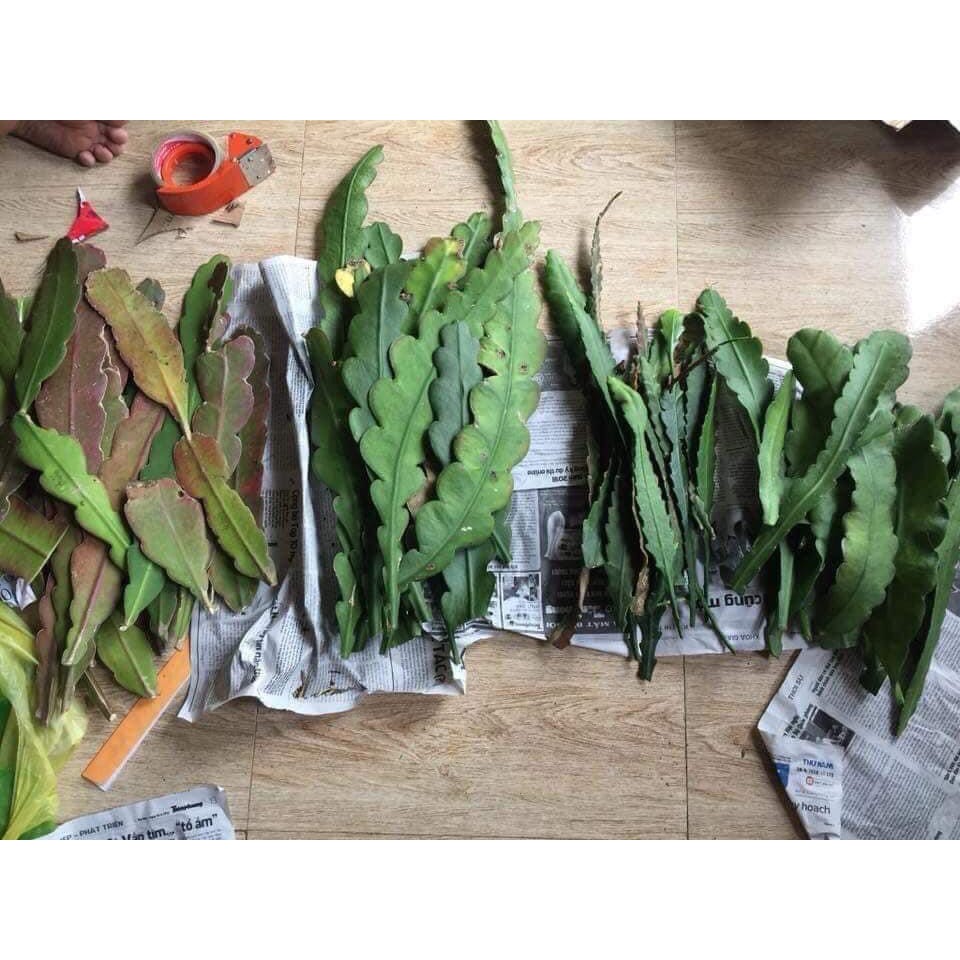 Hoa Đại Nhật Quỳnh có 8 màu ra hoa vào Tết