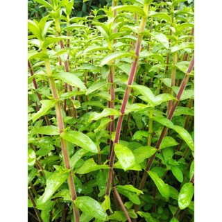 Ngò om (rau ngổ) tím/tía (30 cây giống )