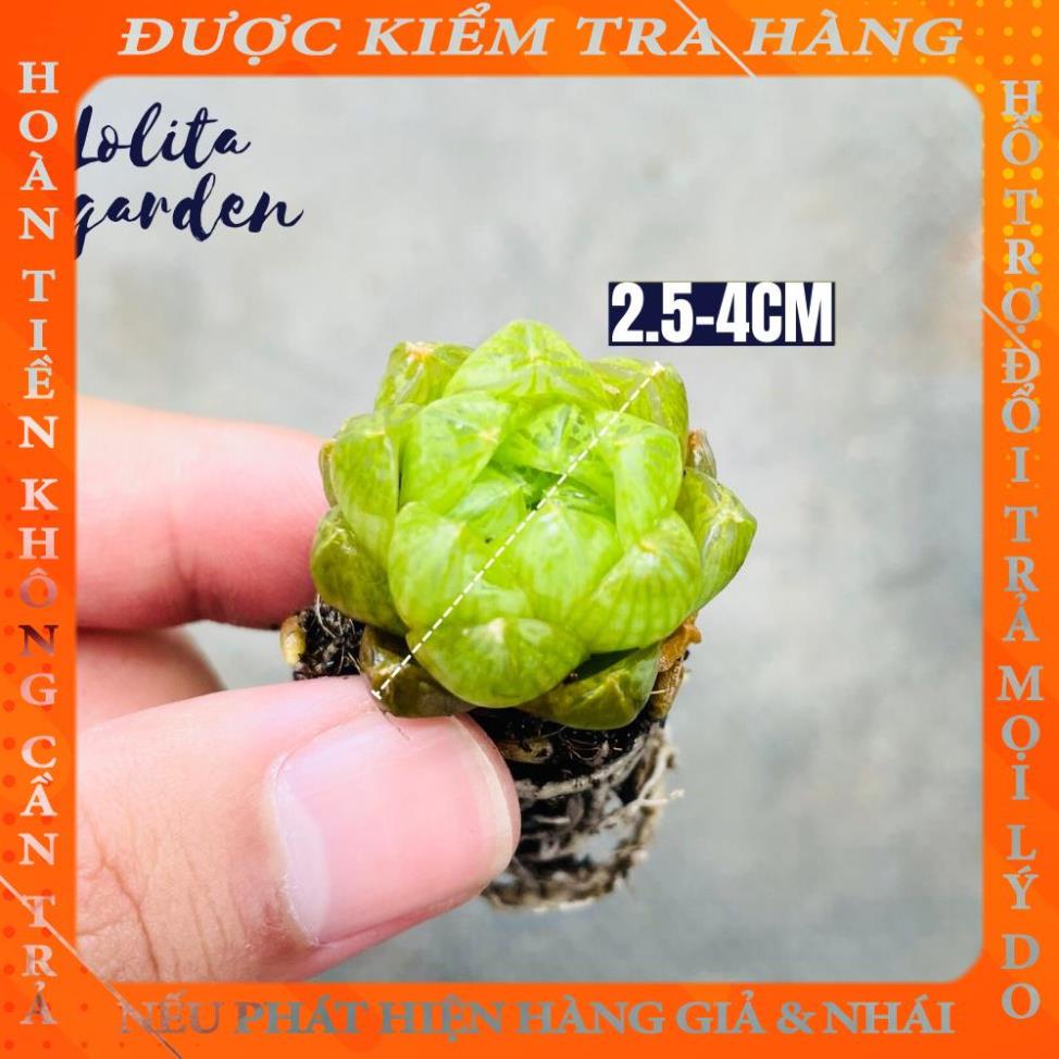 SEN ĐÁ NGỌC LÁ BÉ SIZE MINI HÀNG ĐÀ LẠT, SIÊU XINH SIÊU KHỎE, LỖI 1 ĐỔI 1 tranbich