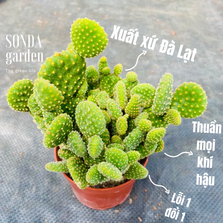 Xương rồng tai thỏ bụi SONDA GARDEN size chậu 10cm, xuất xứ Đà Lạt, khoẻ đẹp, lỗi 1 đổi 1