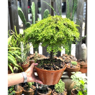Chậu đất nung cây mai chiếu thủy lá nhỏ