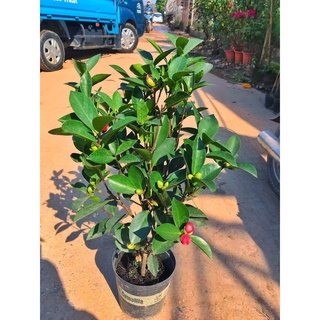 Cây Trà My SIZE TO đang nụ hoa cao 50cm bắt mắt mang lại may mắn thích hợp trang trí