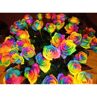 Hạt giống hoa hồng 7 sắc cầu vồng