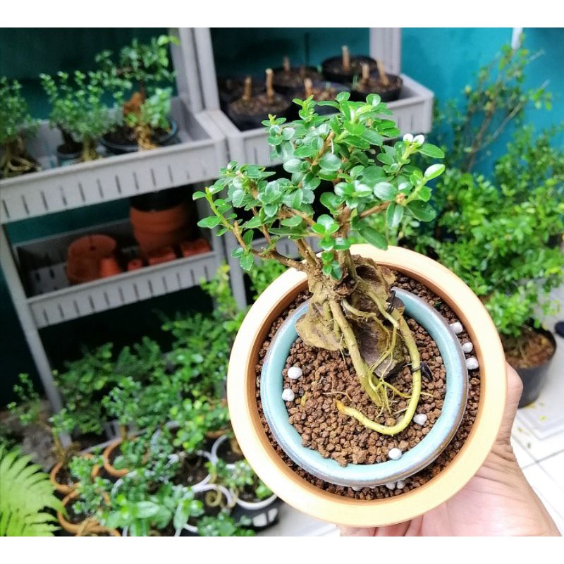 Bonsai mini Sam hương