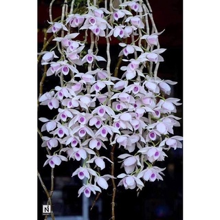 🍀BAO CHẤT🍀Hoa Lan phi điệp