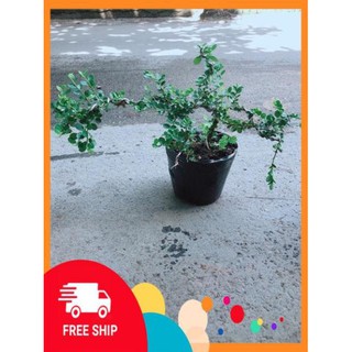 Linh Sam Núi Bonsai