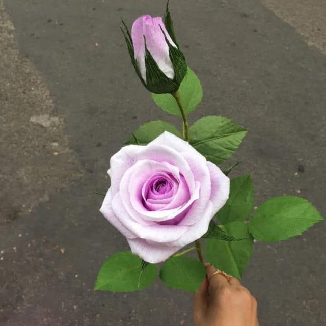 Hoa hồng ghép cánh, có tô màu.