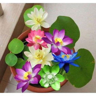 HẠT HOA SEN NHẬT MINI - GÓI 5 HẠT