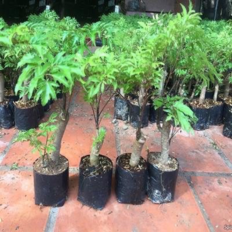 CĐINH LĂNG NẾP LÁ NHỎ có bán sỉ mua 5 cây tặng 1 cây