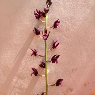 Địa lan luân trần
