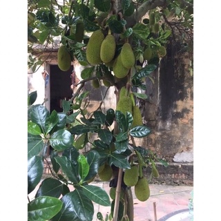 Cây mít thái siêu sớm giống chuẩn