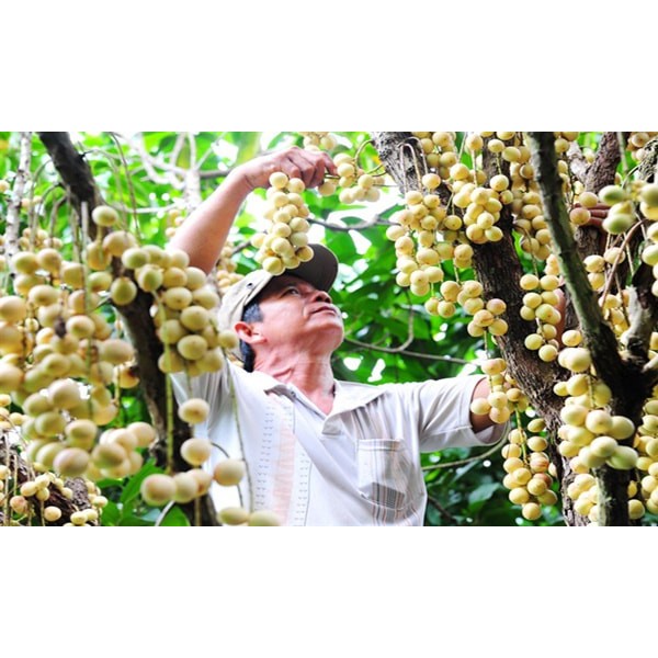 Cây Giống Bòn Bon  Cây Ghép Năng Suất Cao Cho Quả Sớm