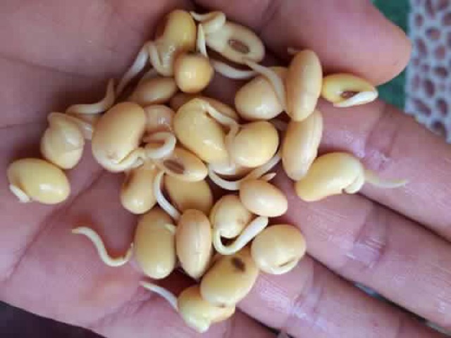 Đậu mầm 1kg
