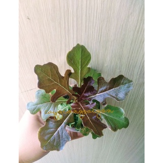 Cây xà lách lá sồi tím/ oakleaf tím