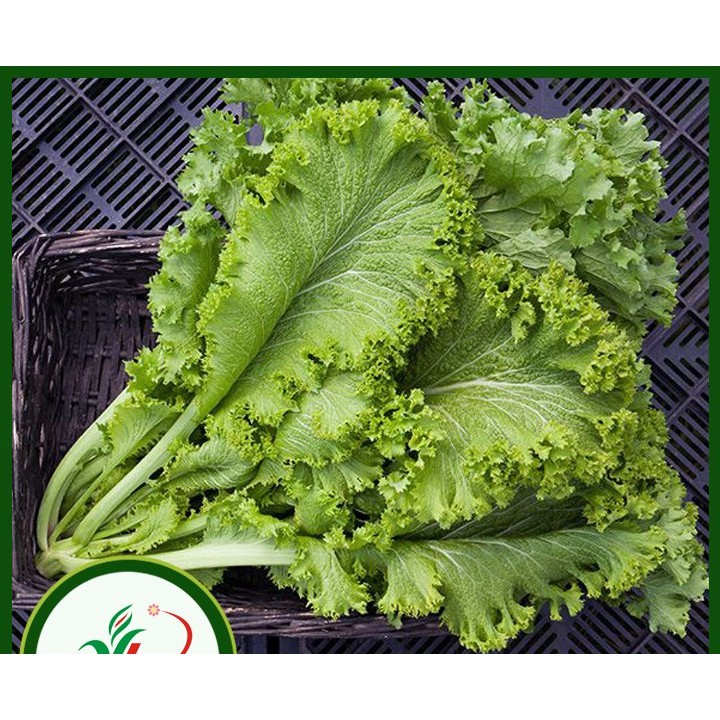 Hạt giống rau Cải Bẹ Mào Gà cao sản New Zealand