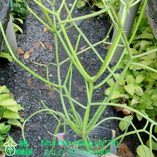 Xương Rồng Xương Cá (Xương Khô, cành giao, san hô xanh)