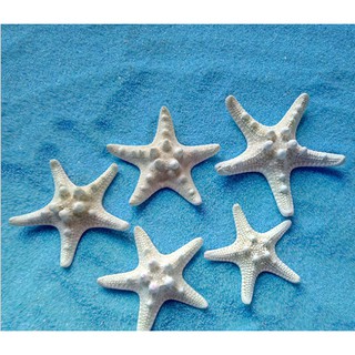 Mẫu sao biển tự nhiên thích hợp trang trí tiểu cảnh, đúc khuôn resin, chụp ngoại cảnh, DIY