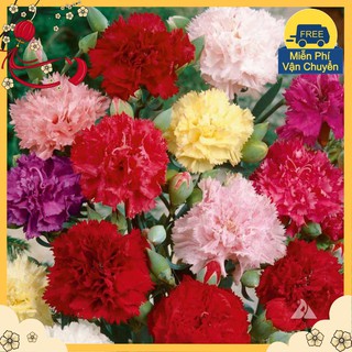 Hạt Giống Hoa Cẩm Chướng Kép Mix