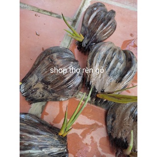 Cây dừa nước, 5 trái mọc mầm, trồng thủy sinh, rất dễ trồng, hợp phong thủy