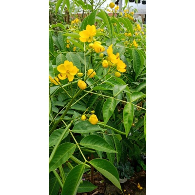 100 hạt giống hoa Mai Phật sơn.