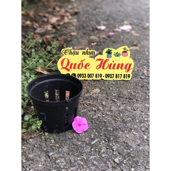 Chậu trồng lan Đen phi 12cm/14cm/16cm/18cm/21cm