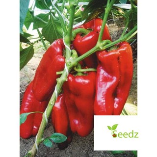 gói 30 hạt giống ớt ngọt trái dài VINMARK HẠT GIỐNG