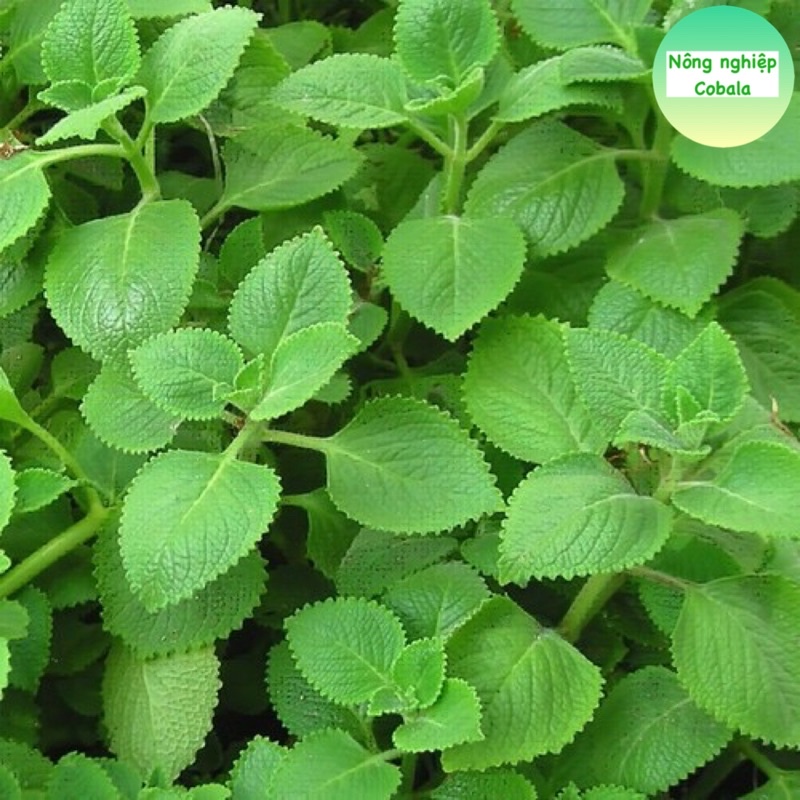 Hạt Giống Húng Chanh Gói 0.1gr